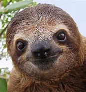 sloth