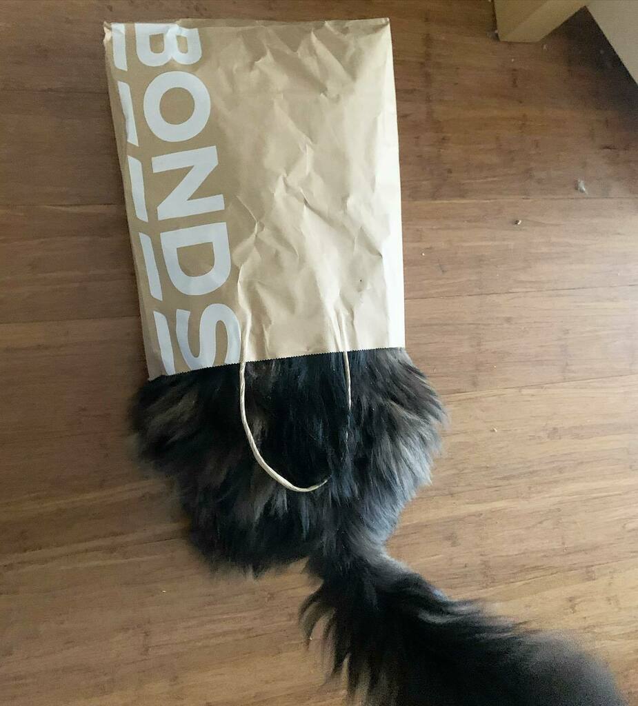 Miss Penelope